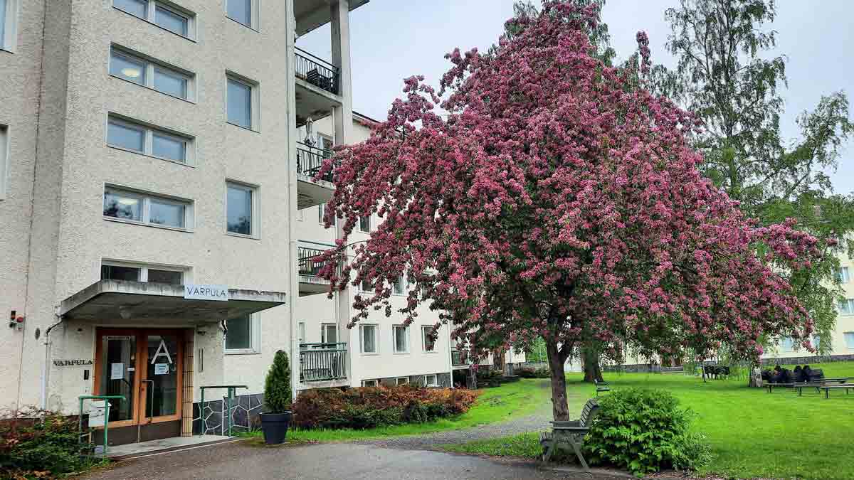 Koukkuniemen Varpulan etuovi ja etupihaa.